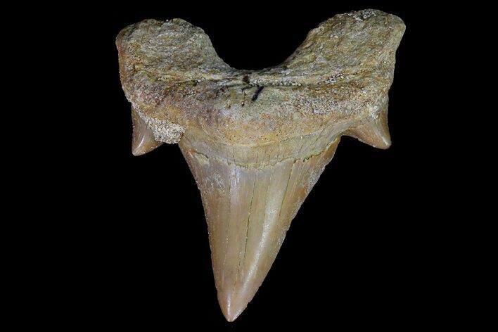 Otodus Shark Tooth Fossil - Nice Tooth #67173